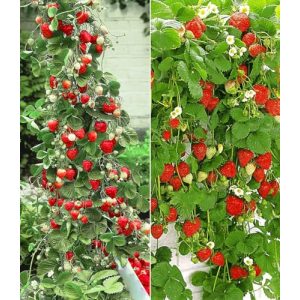 Klettererdbeere Baldur Garten Erdbeer-Kollektion Hummi