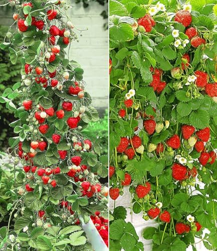 Klettererdbeere Baldur Garten Erdbeer-Kollektion Hummi