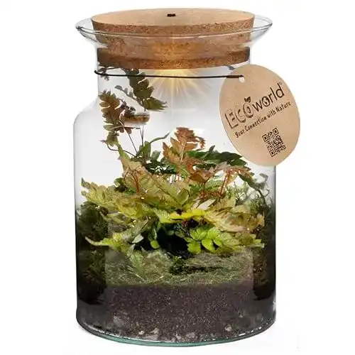 Flaschengarten Ecoworld Jungle Corky Glas für Pflanzenliebhaber