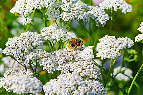 Schafgarbe Samen Achillea millefolium für den Garten