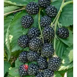 Brombeerstrauch Zuckerbrombeere Asterina – Stachellose Pflanze mit Süßen Früchten