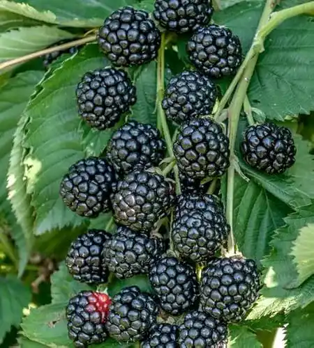 Brombeerstrauch Zuckerbrombeere Asterina – Stachellose Pflanze mit Süßen Früchten