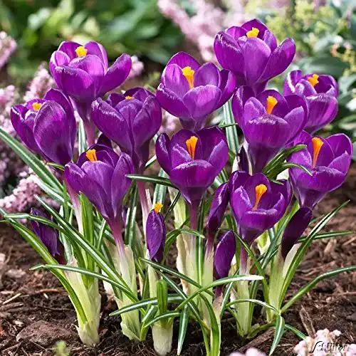 Krokuszwiebeln Flower Record – 10 Stück für Garten und Pflanzung