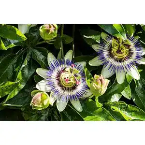 Winterharte Kletterpflanze Passionsblume in lila und blau 50-70 cm
