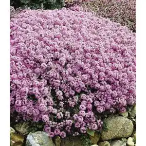 Bodendecker Baldur Garten Winterharter Gebirgs-Thymian 3 Pflanzen