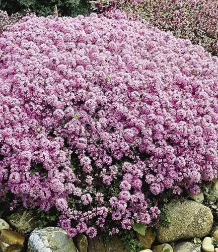 Bodendecker Baldur Garten Winterharter Gebirgs-Thymian 3 Pflanzen