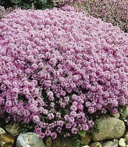 Bodendecker Baldur Garten Winterharter Gebirgs-Thymian 3 Pflanzen