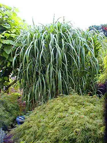 Chinaschilf Greenone – Miscanthus Giganteus, winterhart und pflegeleicht