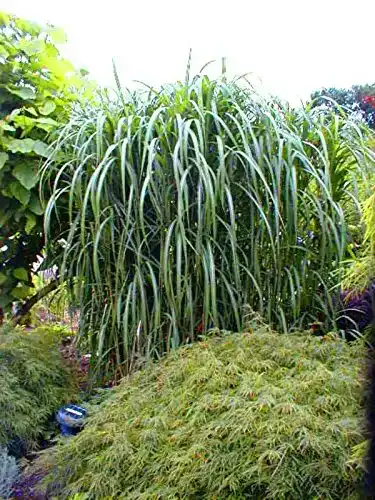Chinaschilf Greenone – Miscanthus Giganteus, winterhart und pflegeleicht