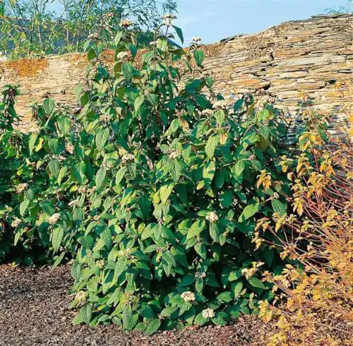 Schneeballpflanze Viburnum rhytidophylloides Willowwood 6080 cm