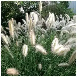 Pennisetum alopecuroides ‚Cassian‘ – Ziergras im 1 Liter Topf
