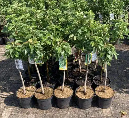 Apfelbaum Topaz im Topf – Obstbaum für Terrasse und Garten