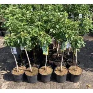 Apfelbaum Roter Boskoop im Topf 80-100 cm für den Garten