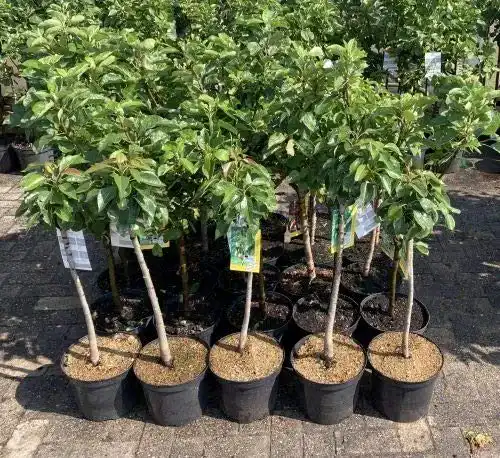 Apfelbaum Cox Orange – Obstbaum für Terrasse und Garten