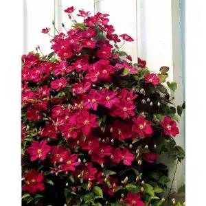 Clematis ‚Ville de Lyon‘ – 2L Topf für Kletterpflanzen im Garten