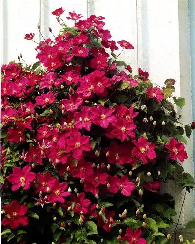 Clematis ‚Ville de Lyon‘ – 2L Topf für Kletterpflanzen im Garten