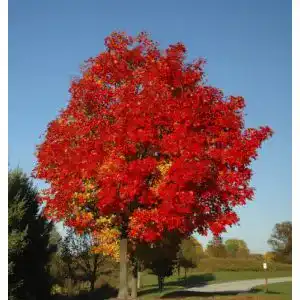 Ahorn-Samen Rotahorn (Acer rubrum) 30 Samen für Garten und Landschaft