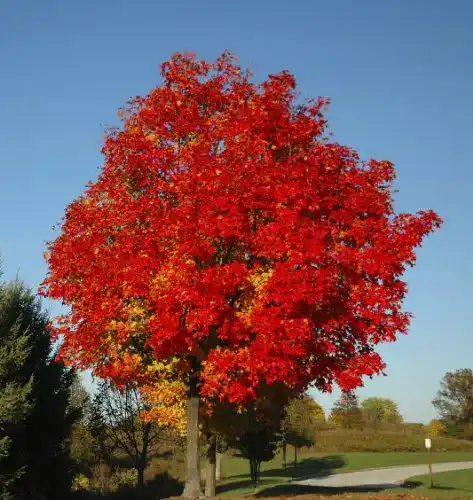 Ahorn-Samen Rotahorn (Acer rubrum) 30 Samen für Garten und Landschaft