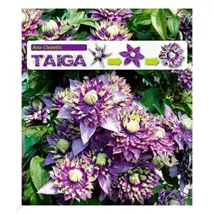 Kletterpflanze Baldur Garten Gefüllte Clematis Taiga 1 Pflanze