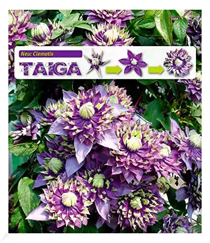 Kletterpflanze Baldur Garten Gefüllte Clematis Taiga 1 Pflanze