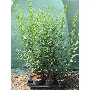 Heckenpflanzen Ligustrum Liguster Heckenpflanze 60-100cm