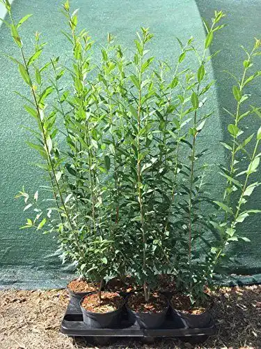 Heckenpflanzen Ligustrum Liguster Heckenpflanze 60-100cm