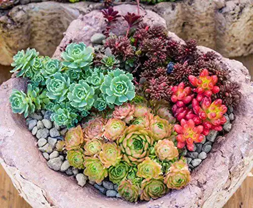 Sedum Samen Mischung von KräuMa, mindestens 300 Samen