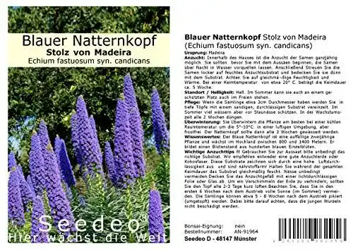 Naternkopf-Samen Seedeo Blauer Natternkopf Stolz von Madeira