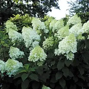 Rispenhortensie Blumen-Senf 3er-Set Hydrangea Paniculata