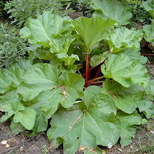 Rhabarber Pflanze im 3,5 Liter Topf von Müllers Grüner Garten Shop