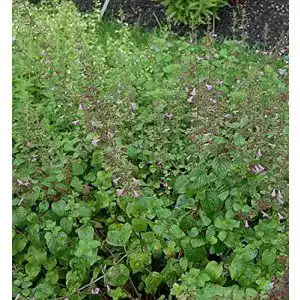 Bergminze Calamintha sylvatica für naturnahe Gärten