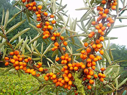 Sanddorn Plantapro Hippophae rhamnoides Friesdorfer Orange 5060 cm
