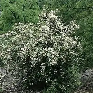 Jasminpflanze Garten Schlüter – Duftender Bauernjasmin im Topf 3 Liter