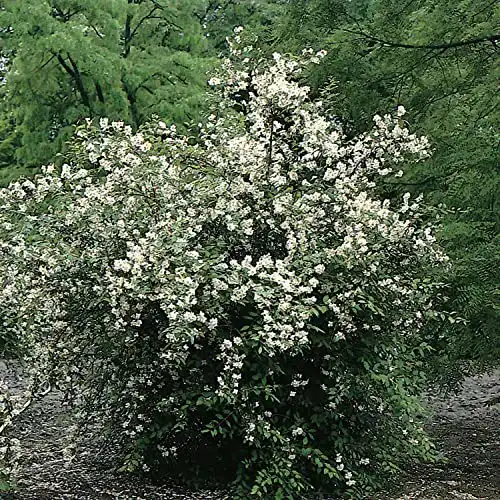Jasminpflanze Garten Schlüter – Duftender Bauernjasmin im Topf 3 Liter