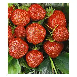 Klettererdbeere Baldur Garten Erdbeere Hummi Sengana Selektion