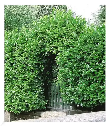 Kirschlorbeer Hecke Prunus laurocerasus, 10 Pflanzen für Sichtschutz
