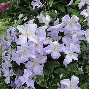 Clematis Pflanzen Gardenersdream – Blauer Engel im 9cm Topf