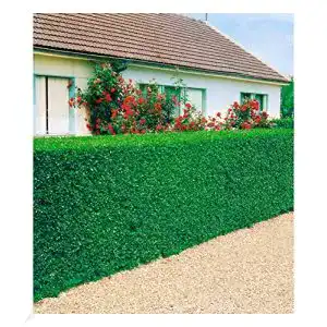 Immergrüne Liguster-Hecke für Garten 3 Ligustrum-Pflanzen