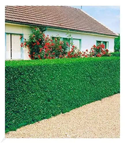 Immergrüne Liguster-Hecke für Garten 3 Ligustrum-Pflanzen