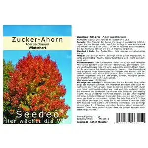 Ahorn-Samen Seedeo Zucker-Ahorn (Acer saccharum) 20 Stück