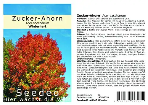 Ahorn-Samen Seedeo Zucker-Ahorn (Acer saccharum) 20 Stück