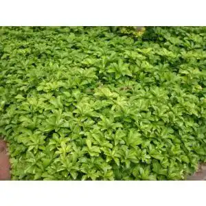 Dickmännchen von Baumschule Bultjer – Pachysandra terminalis