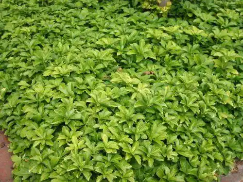 Dickmännchen von Baumschule Bultjer – Pachysandra terminalis