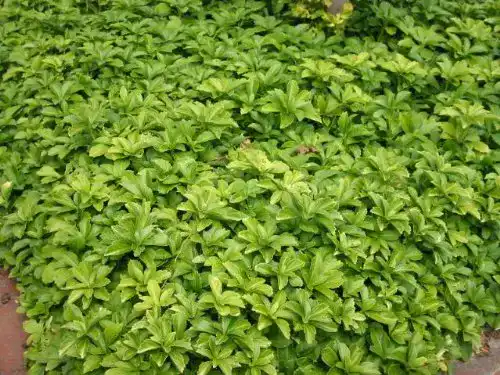 Dickmännchen von Baumschule Bultjer – Pachysandra terminalis