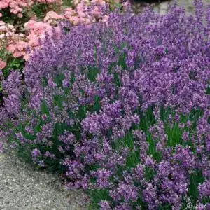 Lavendel Pflanze Garten Schlüter Lavendel Munsteadt Lavandula angustifolia