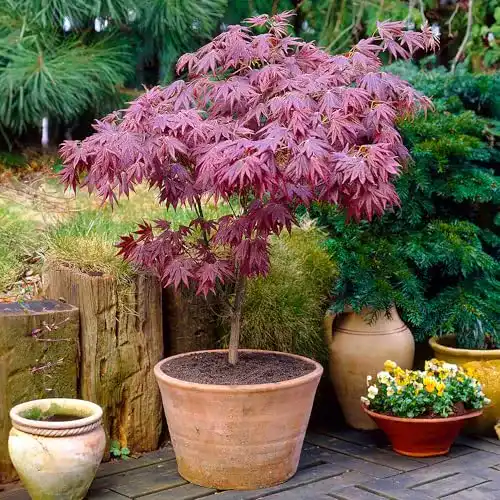 Japanischer Fächerahorn Acer Palmatum Atropurpureum Winterharte Pflanze