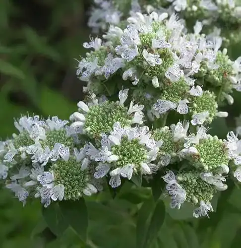 Bergminze Baumschule Amerikanische – Pycnanthemum pilosum