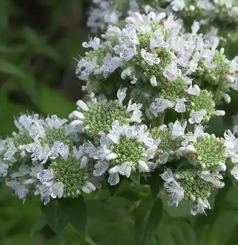 Bergminze Baumschule Amerikanische – Pycnanthemum pilosum