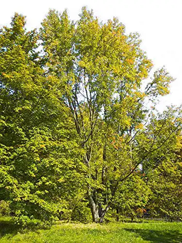 Ahorn-Samen Silberahorn – Acer saccharinum – 50 Samen für die Anzucht