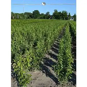 Kirschlorbeer Genolia Prunus Genolia 60-80 cm – Immergrüne Hecke